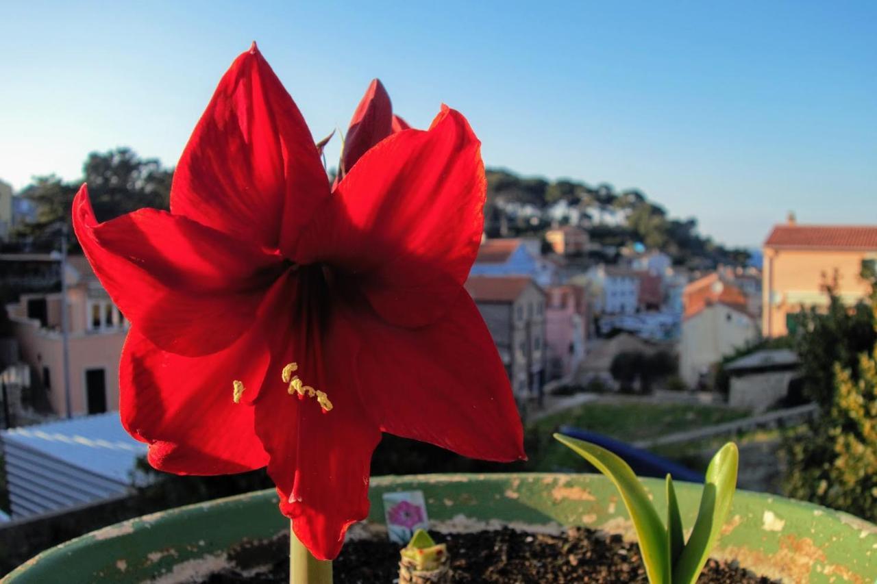 Amaryllis Residence, Apartment Diana & Deluxe Rooms With Shared Kitchen Veli Losinj Exterior photo